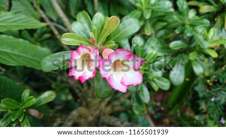 Plumeria rubra flower