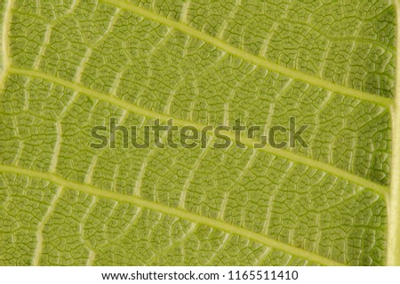 Leaf macro fiber surface