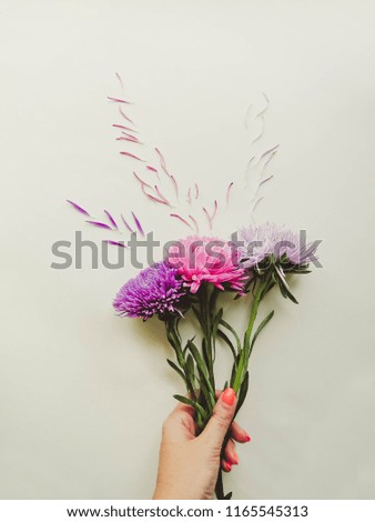 Colorful aster flowers forming a frame on a background, minimal concept, top view, copy space for your text Scattered petals Group Objects