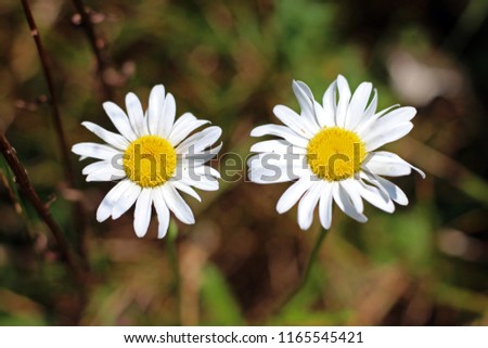 Two ox-eye oxeye daisy flowers leucanthemum vulgare close up with blurred background wild wildflower