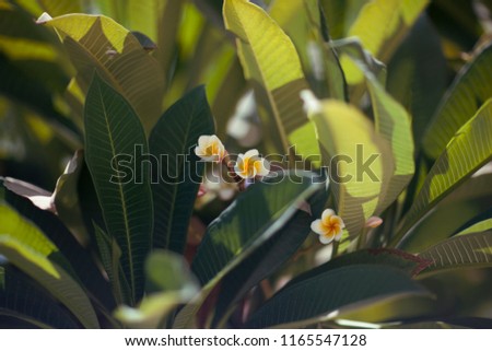 
Plumeria and green leaves