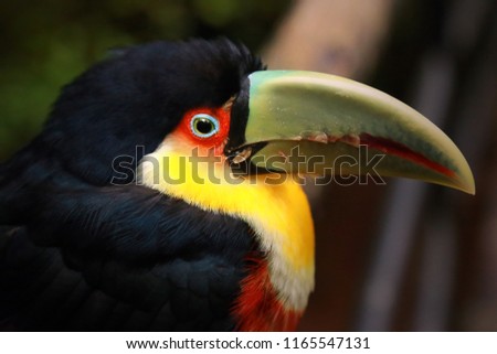 Toucan with yellow breast