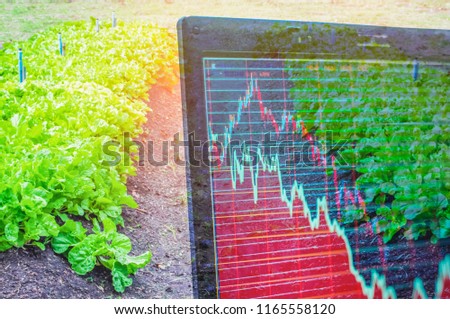 Organic vegetable farm, And light in morning On closed farm system Non-toxic and computer screen showing stock trading charts, concept food security and trading and investment in agricultural product