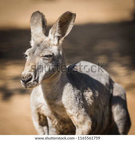 Adult Australian Kangaroo