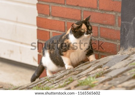A colorfully spotted cat is lying in wait