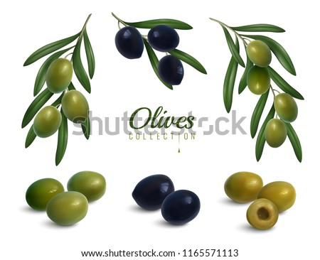 Set of realistic branches of olives with leaves, green and black glossy fruits isolated vector illustration   Royalty-Free Stock Photo #1165571113