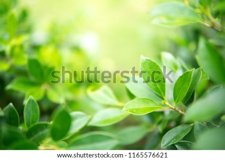 green leafs background.evergreen background.Advantage of rainy season