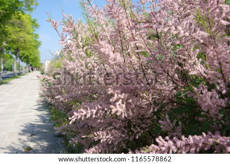 Tamarix ramosissima branches with pink flowers Royalty-Free Stock Photo #1165578862