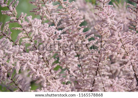 Tamarix ramosissima branches with pink flowers