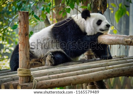 Chinese tourist symbol and attraction - giant panda bear sleeping. Chengdu, Sichuan, China
