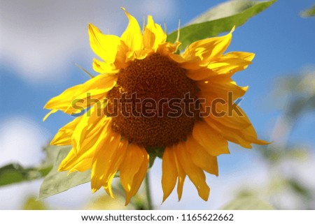 Isolated sunflower in a blue sky background. 