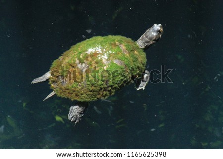 Turtle green water