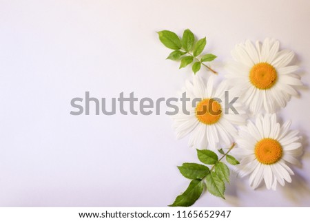 Camomile small group set isolated on white background. Flat lay, top view.