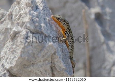  The sharp-snouted rock lizard (Lacerta oxycephala) is a species of lizard in the family. This species is present in Mediterranean and sub-Mediterranean habitats in southern Croatia 