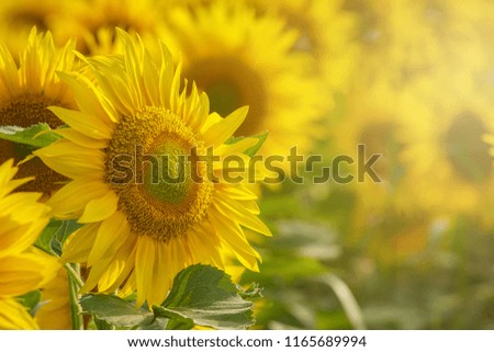 Sunflower field at sunset close up isolated.