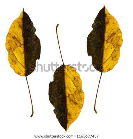 Autumn leaves isolated on white background. Seamless texture.