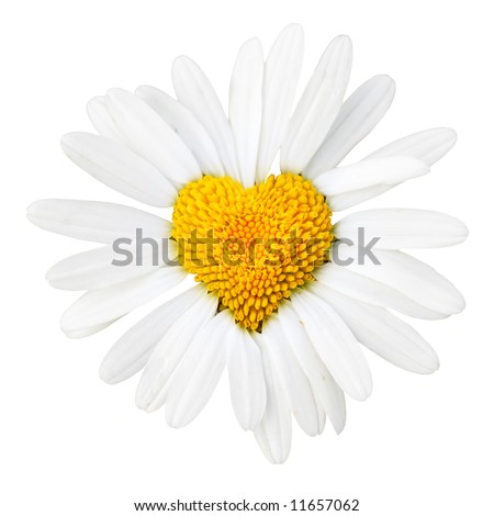 Daisy with heart in center isolated over white background