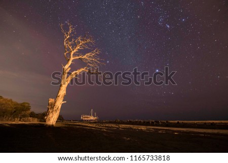 night sky and star photo on dry tree