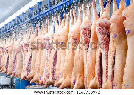 The meat factory. Pork hanging on hooks. Pork carcasses in the workshop of butchers. Industrial processing of pork. Butcher. Royalty-Free Stock Photo #1165733992