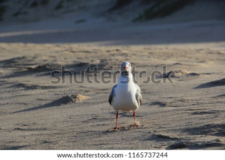 Nosey seagull posing on a windswept beach in Cornwall, England 
