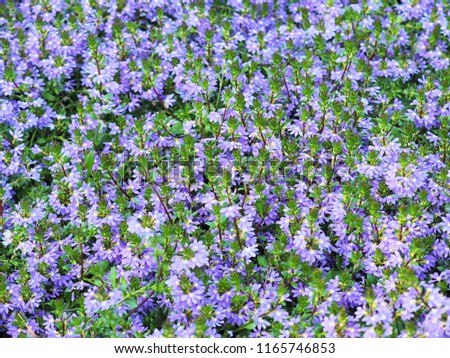 Scaevola nitida background. Scaevola, plant with green foliage and royal blue flowers in Goodenia family, Goodeniaceae. Tropical nature of Australia and Polynesia. Fan flowers, half flowers, naupaka