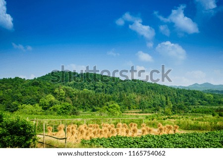 Rice fields and countryside scenery in summer
