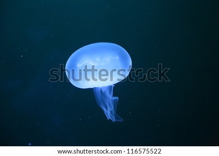 common jellyfish