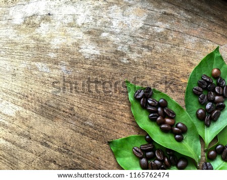 Coffee beans on coffee green leaf on wooden board, old background, copy space, Selective focus.