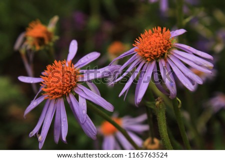 Colorado wild flowers