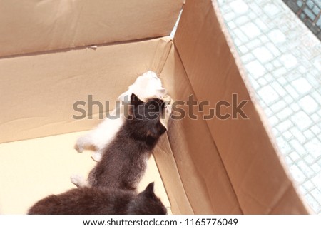 cat inside a box