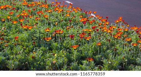 Massed planting of bright orange "Aurora Daisy", Arctotis are one of the hardiest flowering ground covers around with felted silvery foliage and long lasting blooms from winter ,spring to autumn.