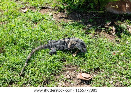 Isolated iguana in Tulum National Park along the Riviera Maya (Tulum, Yucatan, Mexico).
