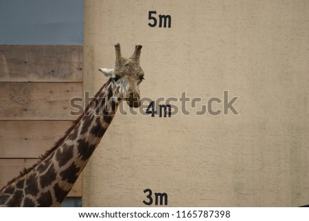 Giraffe with meter wall.