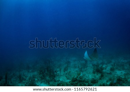An eagle ray swimming above the reef