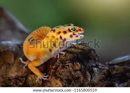 The gecko leopard is smiling funny