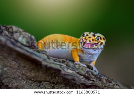 The gecko leopard is smiling funny Royalty-Free Stock Photo #1165800571