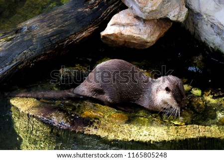 beautiful Smooth-coated Otter (Lutrogale perspicillata) living in Thai forest