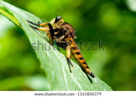 Profile view of a Red-footed Cannibalfly or Bee Panther (Promachus rufipes). These are a species of Robber Fly aka Assassin Fly.  Feasting on a large earwig.