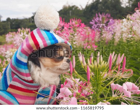 Chihuahua in colorful funny dress smelling spider flower.