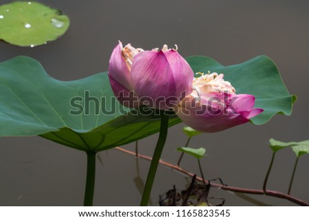 Blooming lotus flower in summer pond on black background