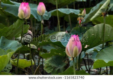 Blooming lotus flower in summer pond on black background