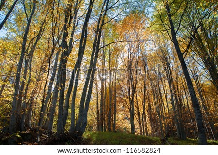 sun showing through trees in autumn forest
