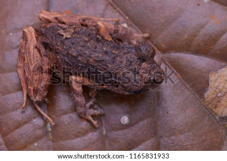 close up image of Mountain Slender Litter Frog - Leptolalax sabahmontanus