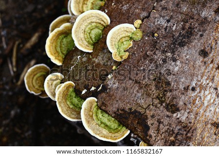 Close up picture beautiful Green and brown mushroom on the old wooden log. Group of Mushrooms growing in the Autumn Forest near old log. Mushroom photo, forest photo. Group of beautiful mushrooms in t