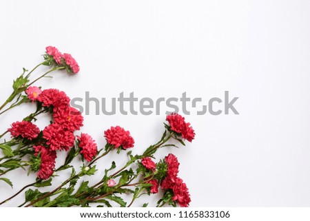 red aster flower with abundant copy space. Floral arrangement on white background.  Top view. Flat lay photo.