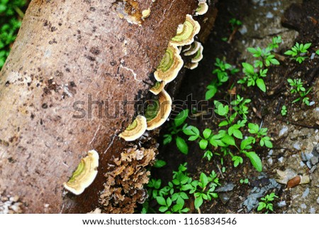 Close up picture beautiful Green and brown mushroom on the old wooden log. Group of Mushrooms growing in the Autumn . Mushroom photo,  Group of beautiful mushrooms in the moss on a log.