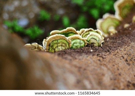 Close up picture beautiful Green and brown mushroom on the old wooden log. Group of Mushrooms growing in the Autumn . Mushroom photo,  Group of beautiful mushrooms in the moss on a log.