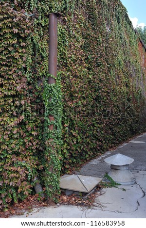 Red brick wall with green ivy background