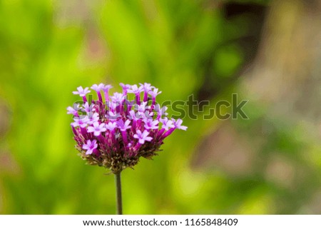 Beautiful blooming purple Verbena bonariensis