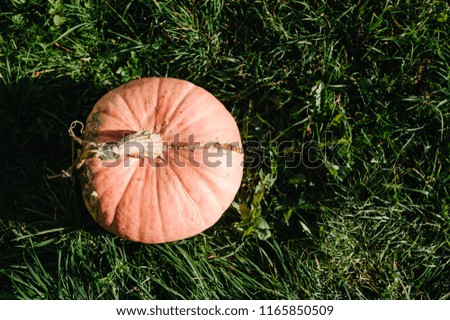 Pumpkin in the field at sunset. Autumn harvest. Celebration happy Thanksgiving day and fall background. Vegetable garden. Growing pumpkins. Top view. View above.